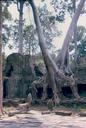 More trees overtaking temple grounds.